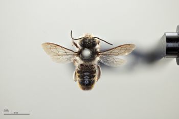 Media type: image;   Entomology 786006 Aspect: habitus dorsal view